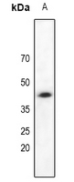 WB - Anti-DAP Kinase 2 Antibody AP61114